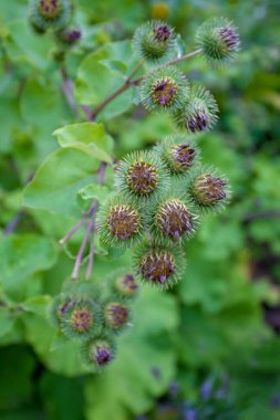 Çiçekli Büyük Burdock. Arctium lappa  