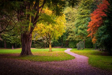 Sonbahar manzarası. Sonbahar ağacı yaprakları