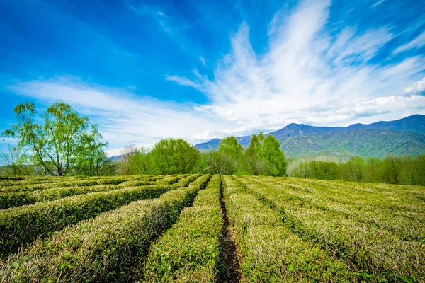 Teeplantagen im Tal zwischen den Hügeln — Stockfoto