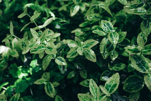 Fundo da natureza. folhas verdes. folha verde abstrata — Fotografia de Stock