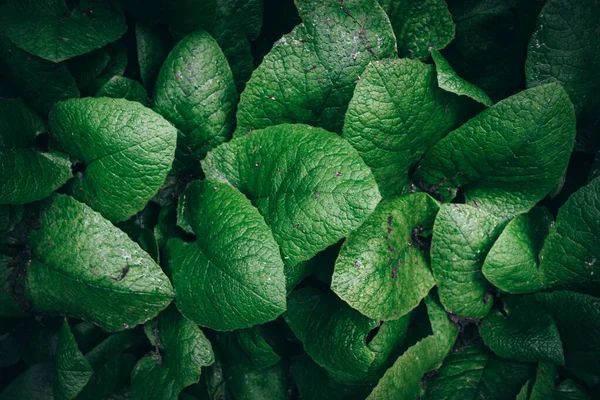 Tło przyrodnicze. zielone liście. Abstrakcja Zielony liść — Zdjęcie stockowe