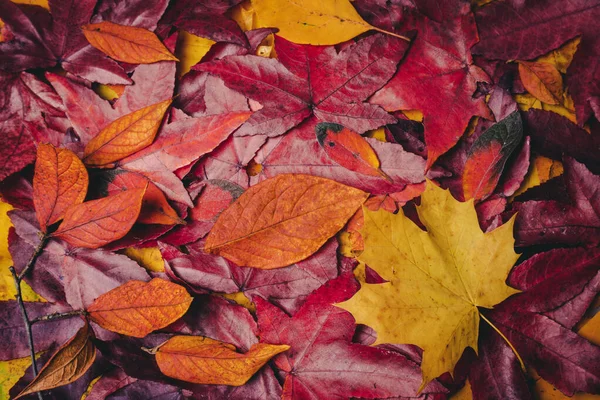 Background of autumn leaves. Autumn background — Stock Photo, Image