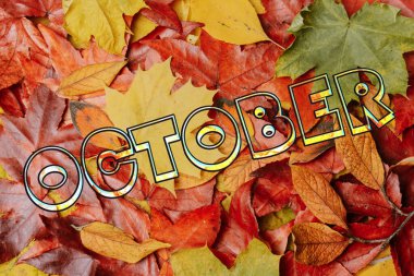 Sonbahar arka planda kalır. Sonbahar akçaağaç yaprakları