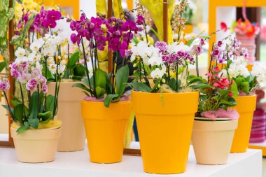 güzel Phalaenopsis orkide çiçekleri. güzel çiçekler