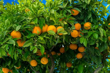 Olgun meyveli Mandarin ağacı. Portakal ağacı. Ripen mandalinalar 