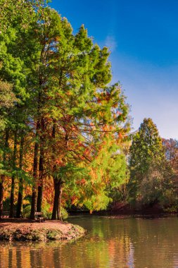 Suya yansıyan renkli sonbahar 
