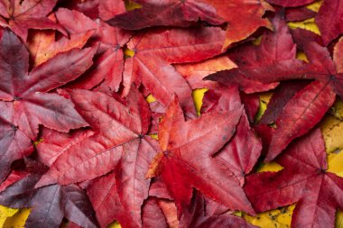 Düşen akçaağaç yapraklarından yapılmış renkli arkaplan