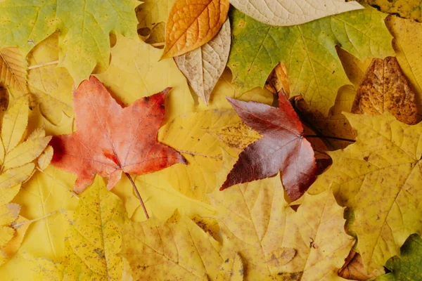 Fall leaves background. autumnal maple leaves — Stock Photo, Image