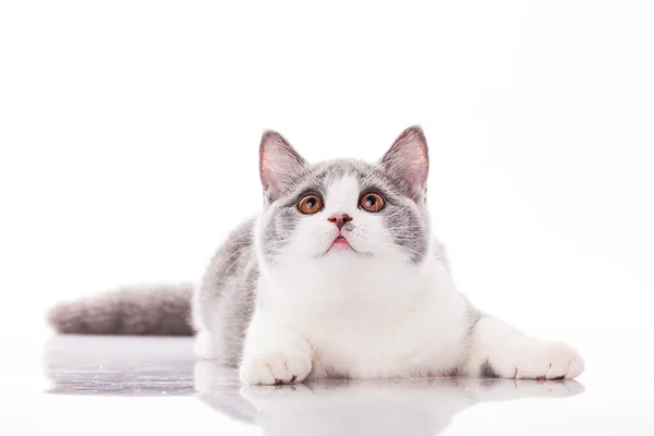 Gatinho cinza bonito em um fundo branco — Fotografia de Stock