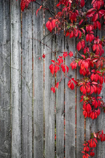 Natürlicher Zaun. Laubblätter verfärben sich im Herbst. — Stockfoto