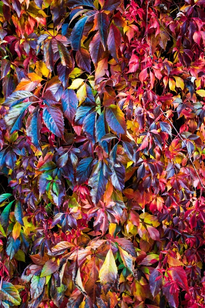 Естественный забор. Осенью листья деревьев меняют цвет. — стоковое фото