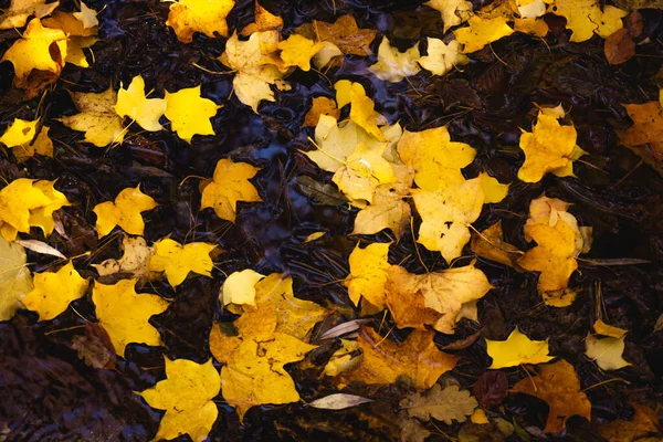 Fond coloré fait de feuilles d'érable tombées — Photo