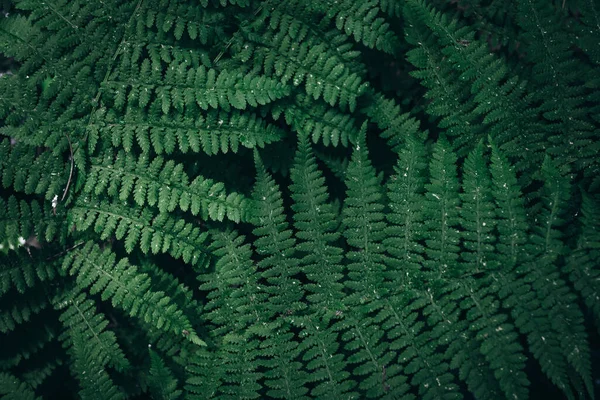 Gröna blad konsistens. Mörkgrön lövverk natur bakgrund — Stockfoto