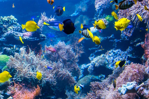 Underwater coral reef landscape with colorful fish and marine li — Stock Photo, Image