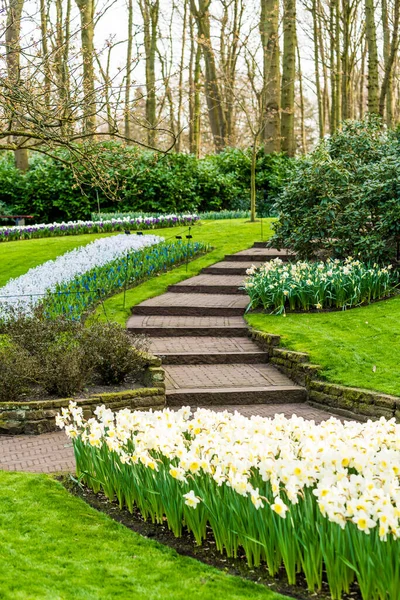 Bloementuin met bloei — Stockfoto