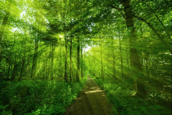 Güneş doğarken güzel bir ormanın manzarası — Stok fotoğraf