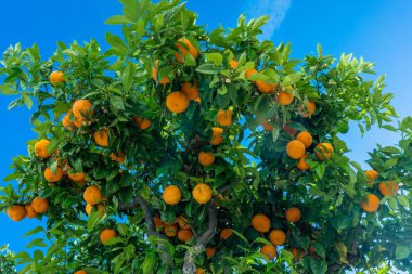 Olgun portakallar. Ağaçtaki portakallar