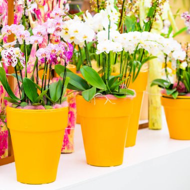 Orkide çiçeği. Phalaenopsis orkide. güzel çiçekler