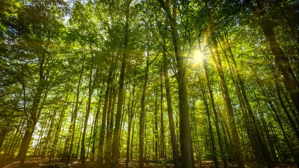 Panorama of a beautiful forest at sunrise — Stock Photo, Image