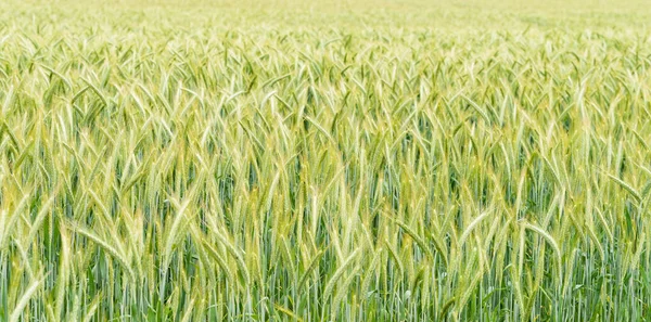Campo de trigo verde y día soleado — Foto de Stock