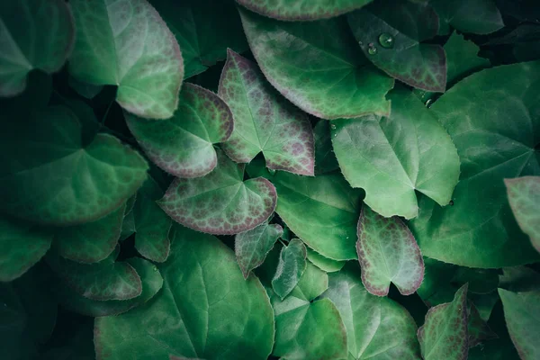 Folhas verdes padrão fundo, Fundo natural — Fotografia de Stock