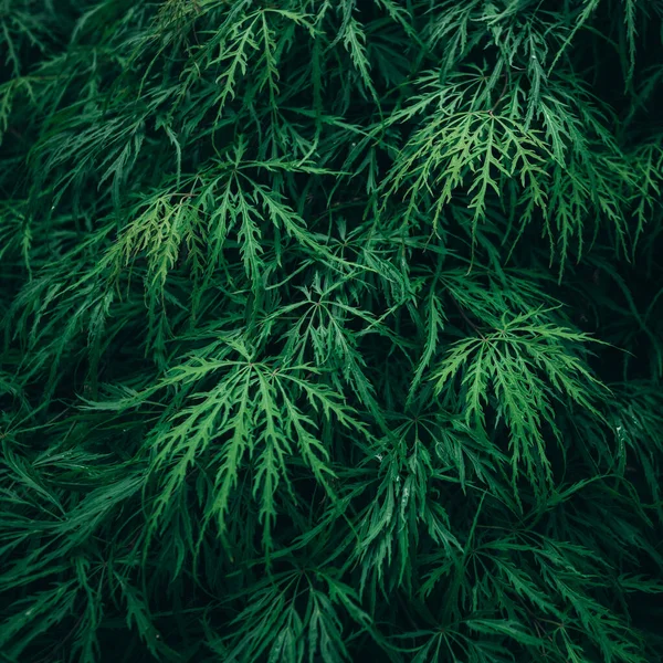 Groene bladeren patroon achtergrond, Natuurlijke achtergrond — Stockfoto