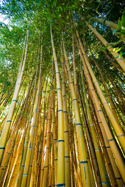 Bambusz erdő. a természeti háttér. bambusz növény — Stock Fotó