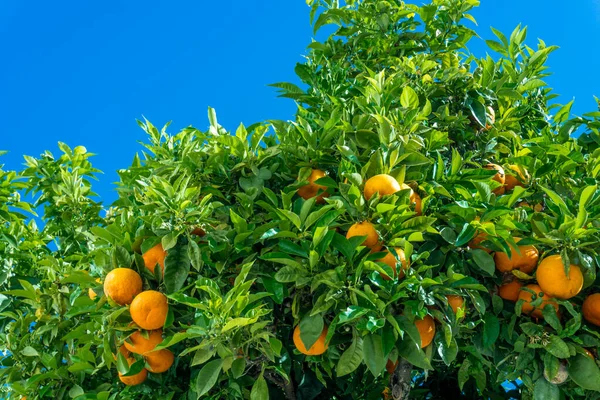 Des oranges mûres. oranges sur un arbre — Photo