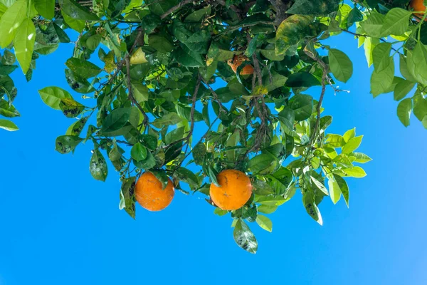 Πορτοκαλί κήπο. εσπεριδοειδή. πορτοκάλια σε ένα δέντρο — Φωτογραφία Αρχείου