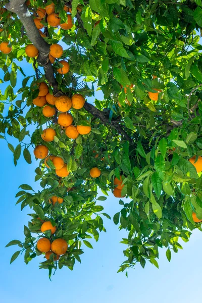 Jardín de naranjas. cítricos. naranjas en un árbol —  Fotos de Stock