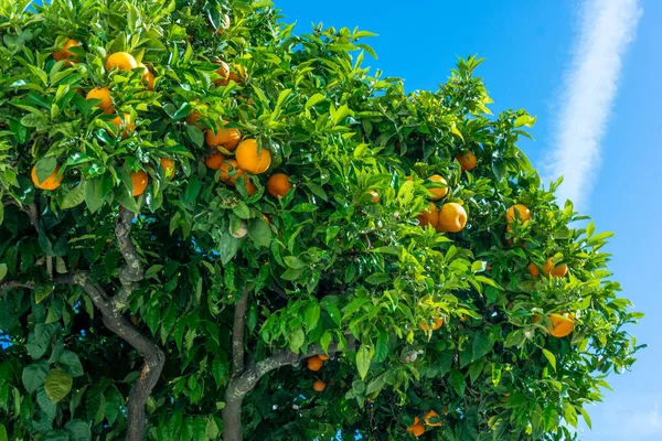 Jardín de naranjas. cítricos. naranjas en un árbol —  Fotos de Stock