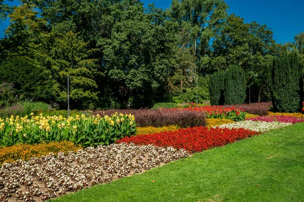 Mnóstwo kwiatów w parku w słoneczny dzień — Zdjęcie stockowe