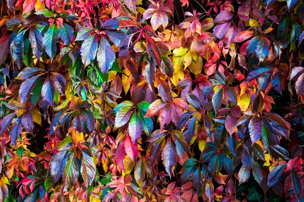 Plant op houten hek in de herfst. Herfst achtergrond — Stockfoto