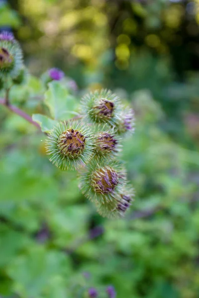 Heilpflanzenklette. Arctium lappa — Stockfoto