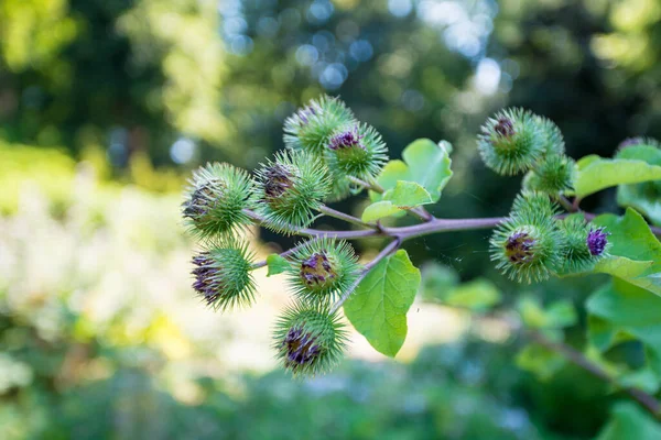 Heilpflanzenklette. Arctium lappa — Stockfoto