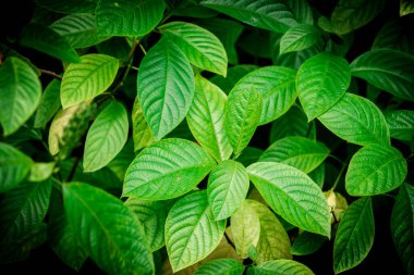 Çiçekleri ve bitkileri olan yağmur ormanları. Yeşil yapraklar