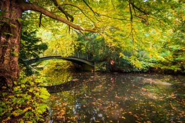 Gerçek sonbahar manzarası. Parkta altın sonbahar sahnesi