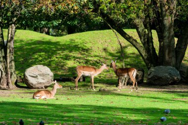 Ormandaki Roe Geyiği. İki vahşi hayvan yan yana duruyor.