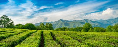 Çay plantasyonuinanılmaz manzara görünümü