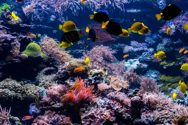 Underwater Scene With Coral Reef And Tropical Fish — Stock Photo, Image