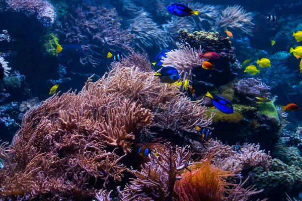Onderwaterlandschap met koraalrif en tropische vissen — Stockfoto