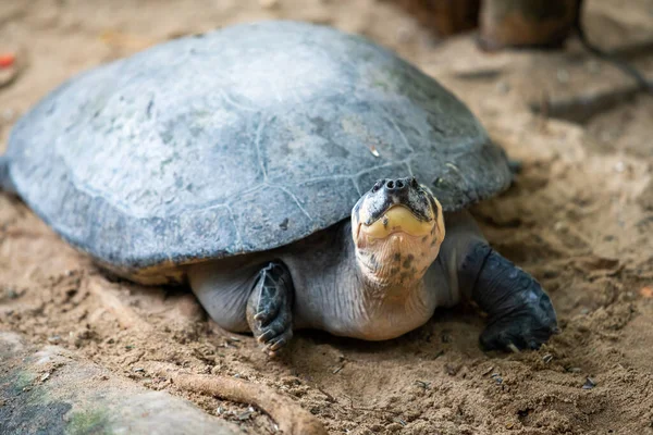 Portrait of the  turtle on the sandy beach. Sea Turtle — Stock Photo, Image