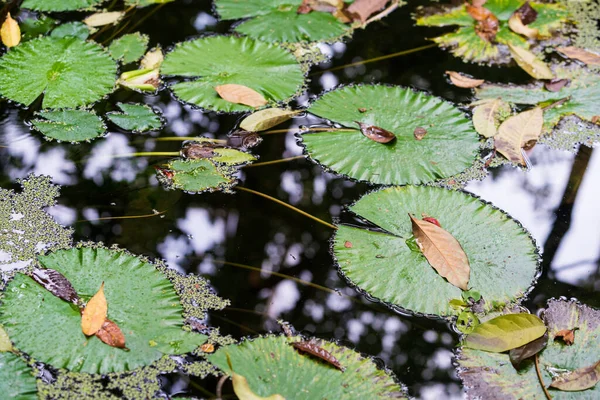 Träsk täckt av gröna växter. Träsk gräs — Stockfoto