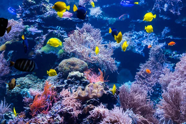 熱帯魚が泳ぐ美しい水中の世界 — ストック写真