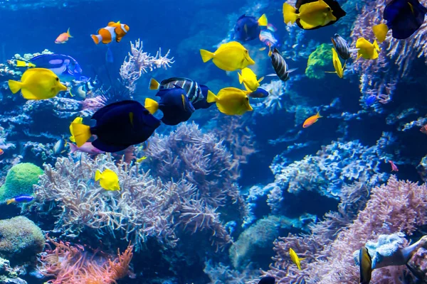 Prachtige onderwaterwereld met tropische vissen — Stockfoto