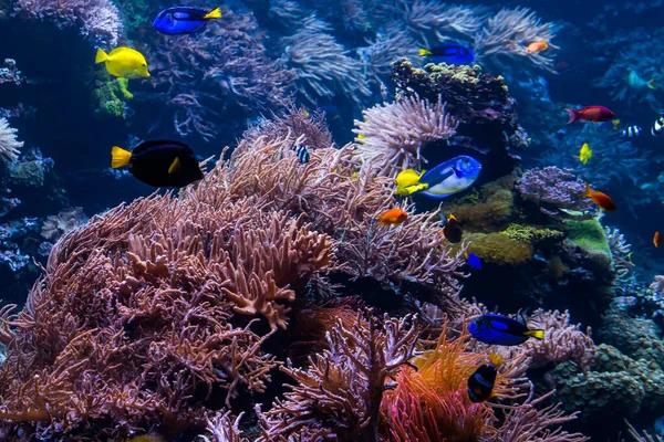 Prachtige onderwaterwereld met tropische vissen — Stockfoto