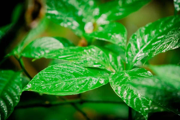 Tropical green leaf. tropical rainforest — Stock Photo, Image