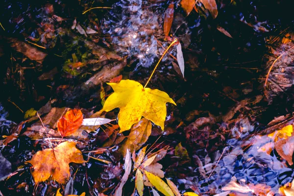 Folhas de outono na água e tempo chuvoso — Fotografia de Stock
