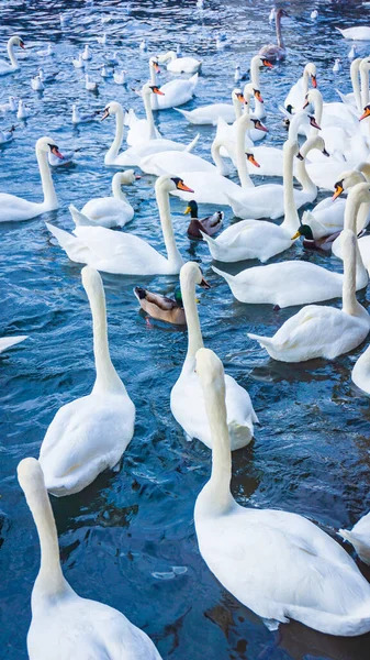 Cisnes blancos nadando en el agua de mar en invierno — Foto de Stock