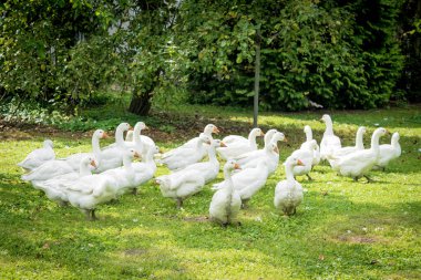 A flock of domestic white geese. White domestic Geese  clipart